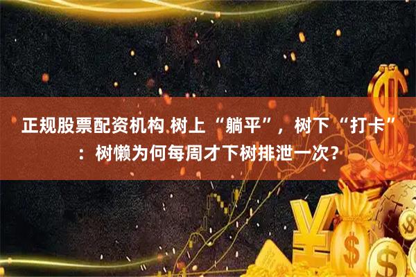 正规股票配资机构 树上 “躺平”,树下 “打卡”:树懒为何每周才下树排泄一次?