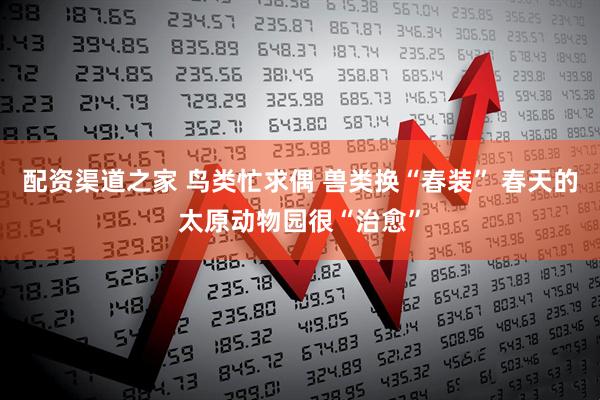 配资渠道之家 鸟类忙求偶 兽类换“春装” 春天的太原动物园很“治愈”