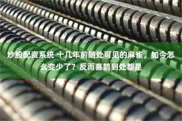 炒股配资系统 十几年前随处可见的麻雀，如今怎么变少了？反而喜鹊到处都是